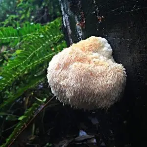 lions mane