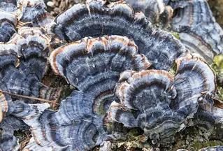 Turkey Tail functional mushroom