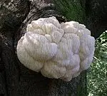 Lions Mane functional mushroom