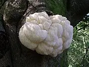 Lions Mane functional mushroom