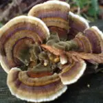 Turkey Tail