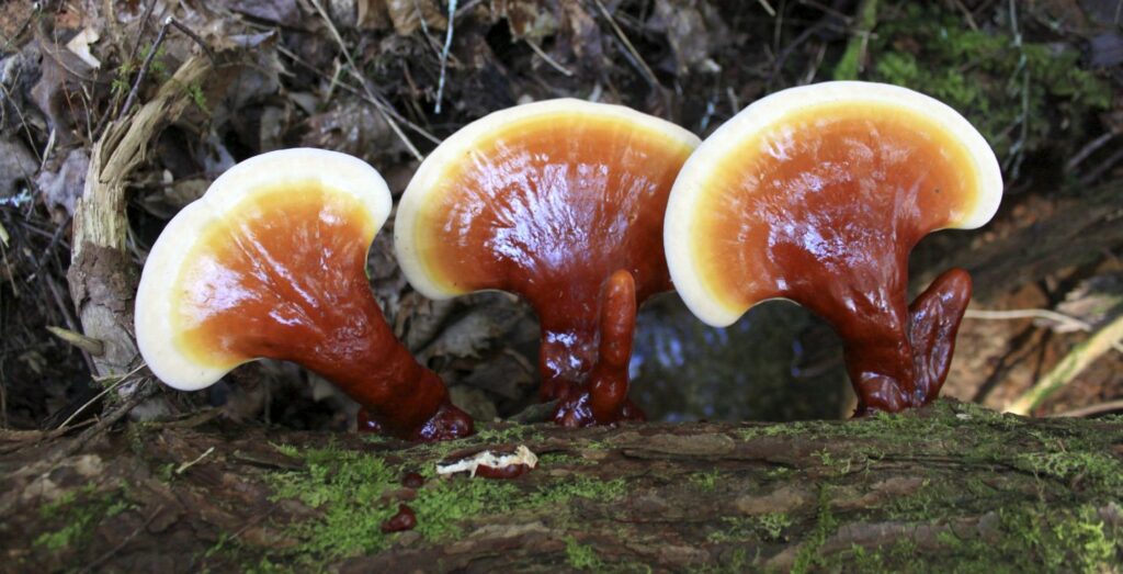 Reishi