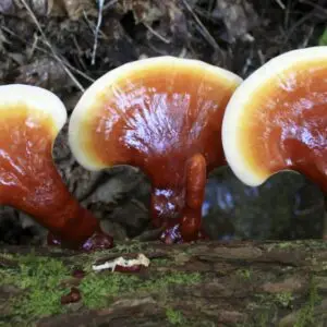 Reishi