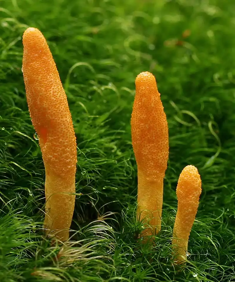 Cordyceps militaris Functional mushroom