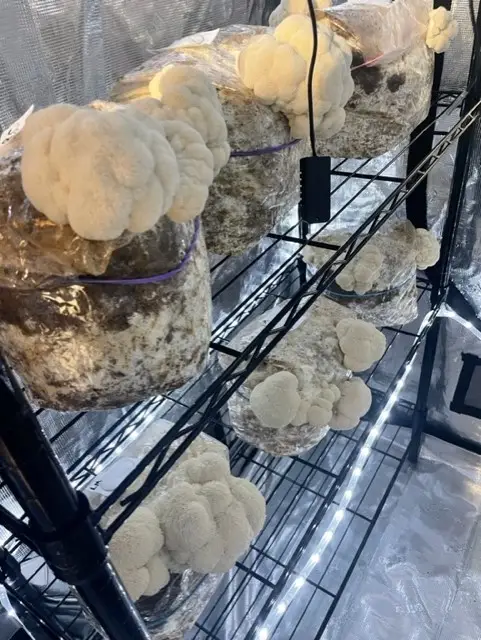 lions mane functional mushroom about us