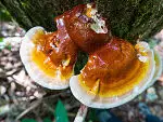 Reishi functional mushroom