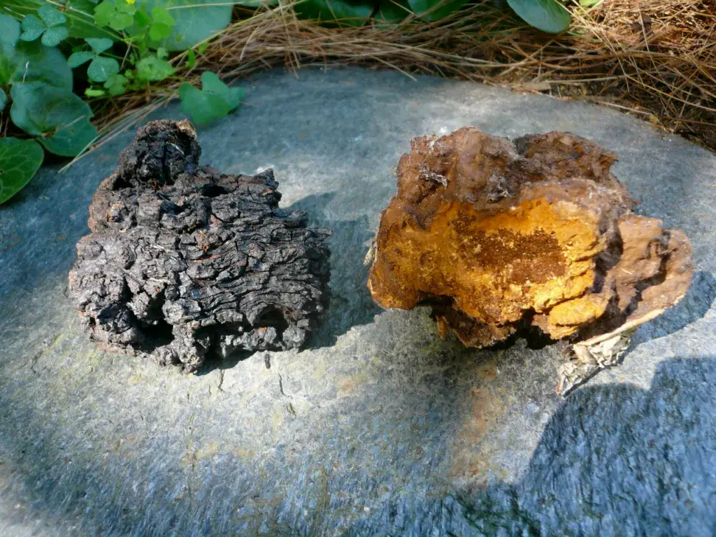 chaga