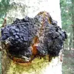 Chaga