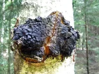 Chaga