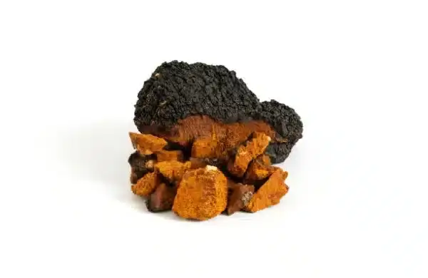 chaga